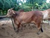 Nepali ox